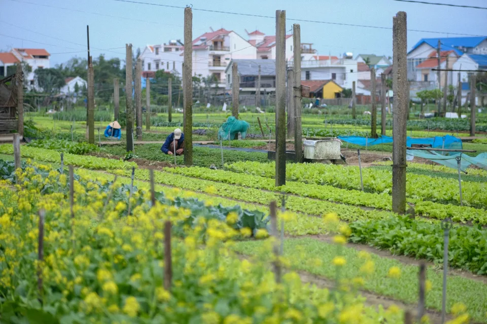 Vườn rau của Võ Thị Khánh Vân